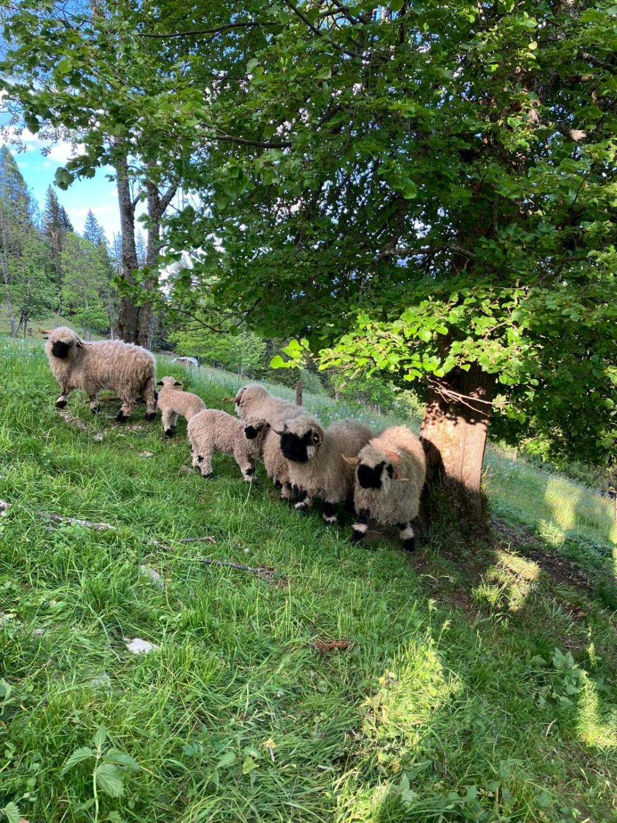 הוילה Mühlbach am Hochkönig Bergchalet Am Hochkoenig מראה חיצוני תמונה